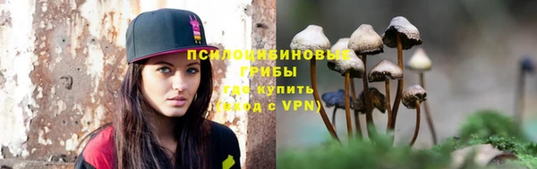 прущие грибы Инта