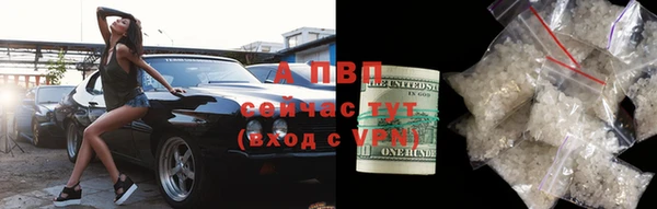 прущие грибы Инта